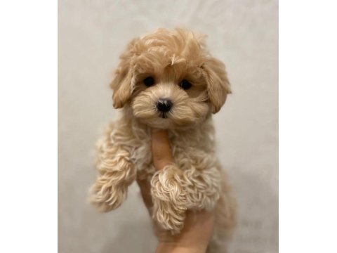 Sevimli Maltipoo Köpeği Yavruları