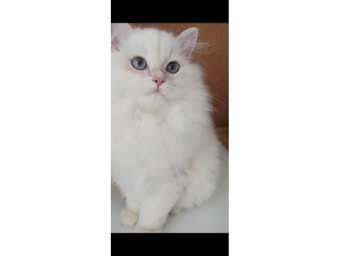 Safkan Anne Ve Babanın Wcf Onaylı British Longhair Yavruları