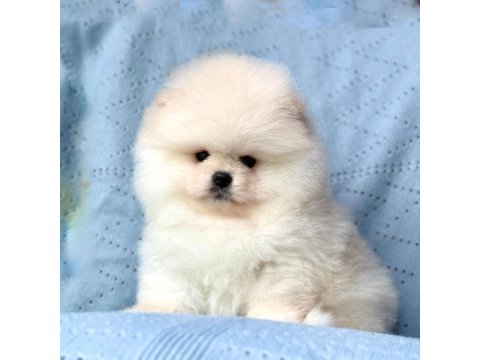 Safkan Pomeranian Boo Yavrularımız