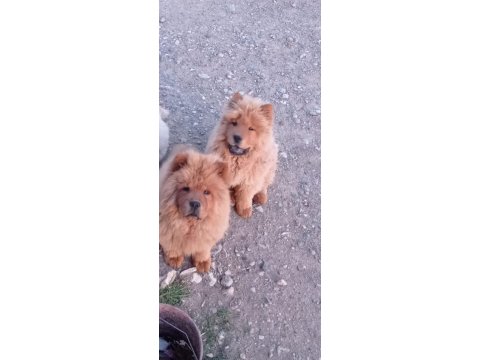 Safkan Temiz Irk Çin Aslanı