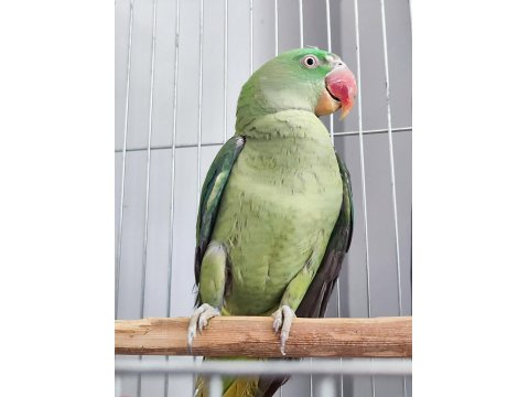 Erkek Ve Dişi Alexander Papağanı (İskender Papağanı)