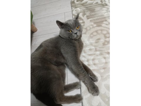 Sevimli İnsan Canlısı Uyumlu Erkek Kedi