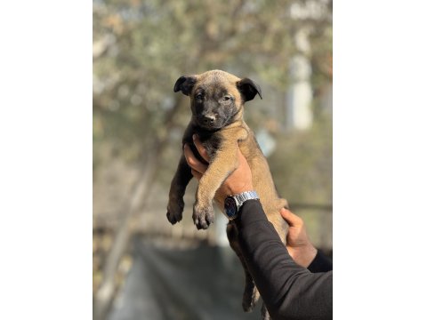 A Kalite Malinois Yavruları