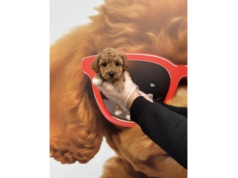 Irk Garantili Toy Poodle Yavrularımız