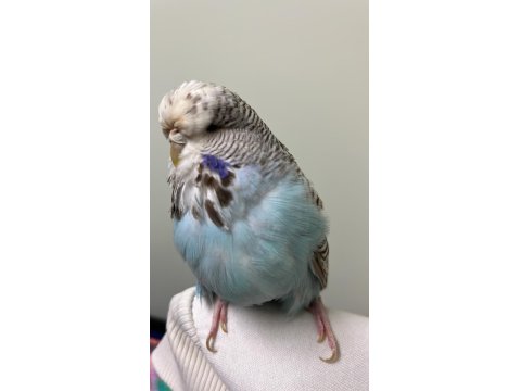 Anaç Muhabbet Kuşu