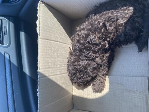 Çikolata Rengi Toy Poodle 2 Aylık