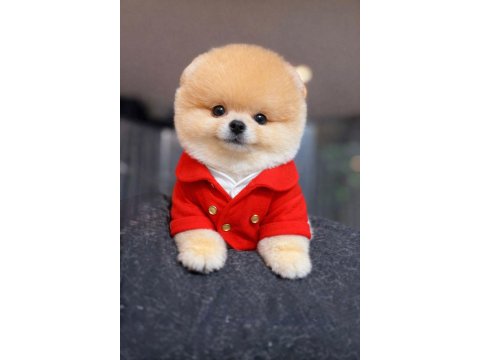 Teacup Boy Teddy Bear Garantili Pomeranian Yavrularım