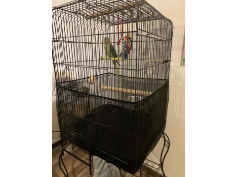 Bir Yaşında Dişi Evcil Alexander (İskender Papağanı)