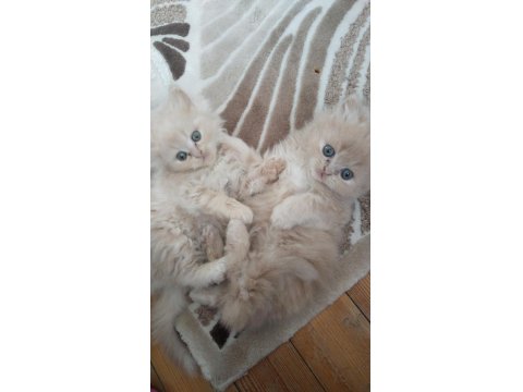 Yumuş İran Kedileri