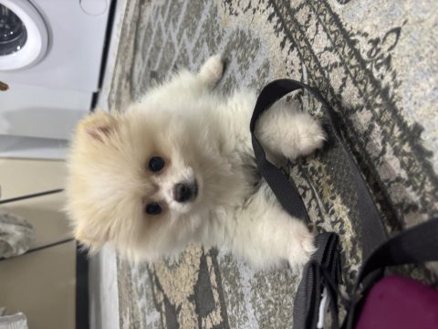 2 Aylık Dişi Pomeranian
