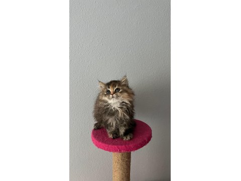 Güzeller Güzeli Dişi British Longhair