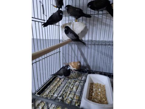 Şok Kampanya Vasıflı Mokka Kuşlar