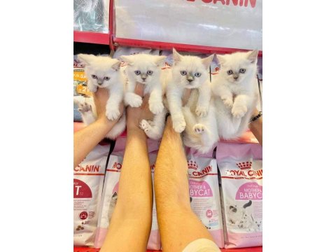 British Shorthair Yavruları