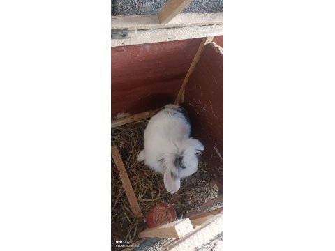 1+1 Lop Anaç Tavşanlar