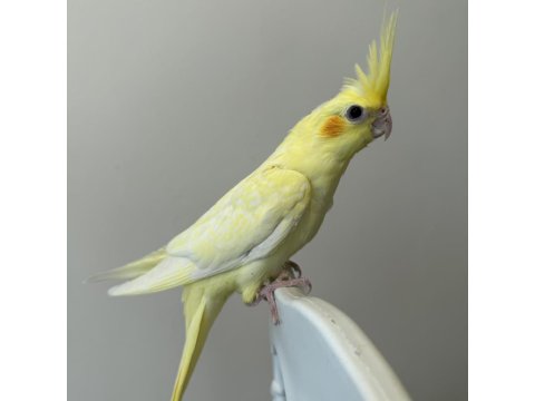 Sultan Papağanı Sahiplendirilecektir