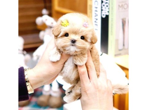 Toy Poodle Yavrularımız