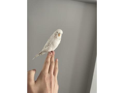 Muhabbet Kuşu Çift