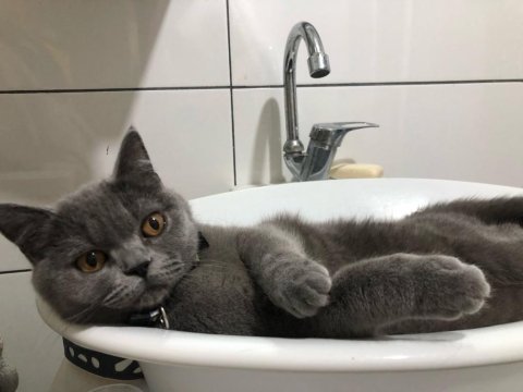 10 Aylık Dişi British Shorthair