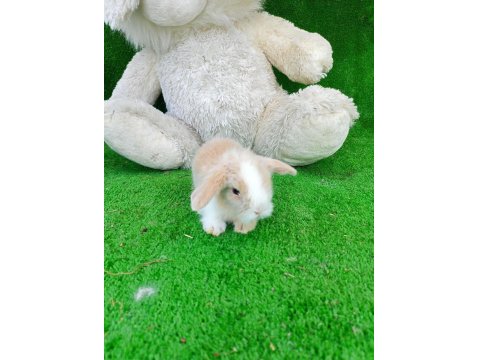 Hollanda Teddy Lop Tavşan Yavrularımız İçin Ulaşın