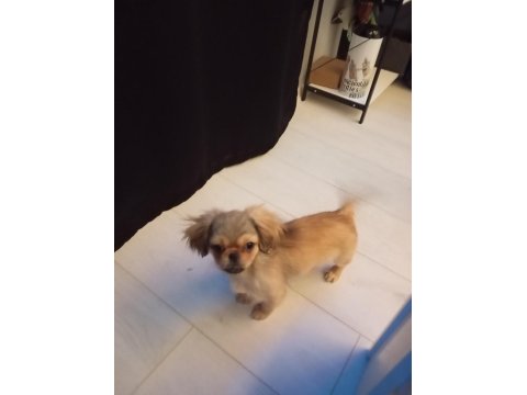 3 Aylık Dişi Pekinez