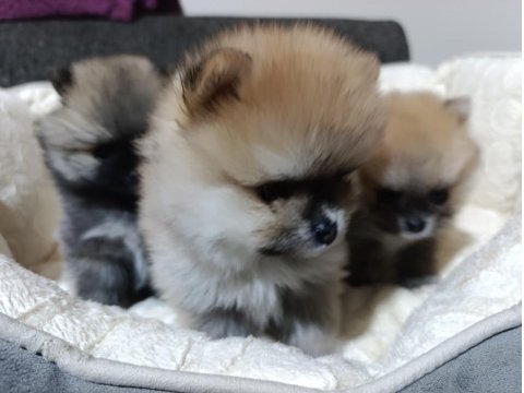 Şampiyon Babadan Erkek Dişi Pomeranian Yavrular