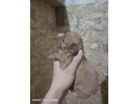 Her İle Sorunsuz Poodle Gönderim Vardır