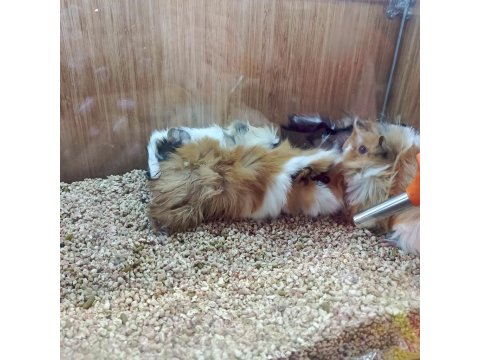 Guinea Pigler Veteriner Teknikerinden