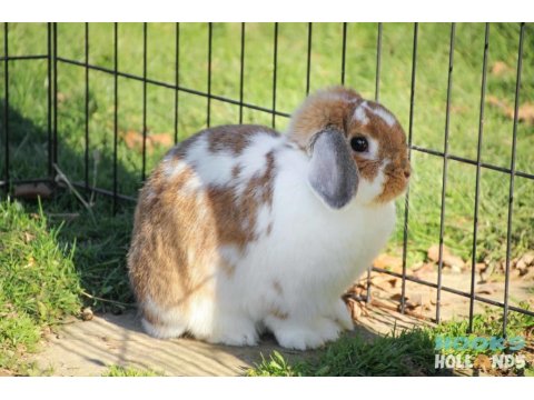 Hollanda Lop Tavşan Yetiştiriciliği