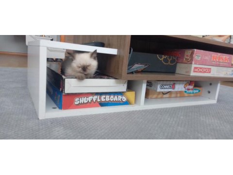 2 Aylık İran Kedisi