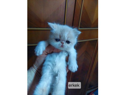 Exotic Longhair Erkek Ve Dişi Safkan Bebekler