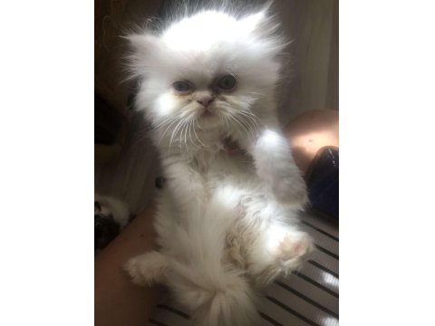 Kedimizi Sahiplenmek İster Misin