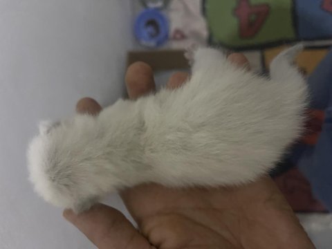 5 Adet Yavru Kedi Ve Annesi Verilecektir Hastamız Var Bakamıyoruz