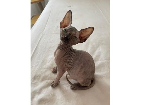 Sfenks Pink And Blue Yavrular