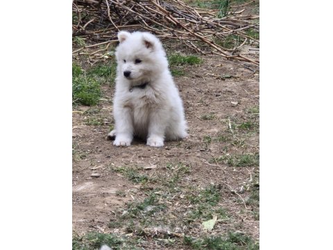 Show Kalite Samoyed Bebekler