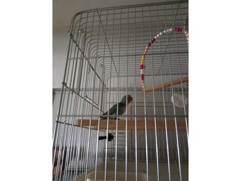 Sevda Cennet Papağanı