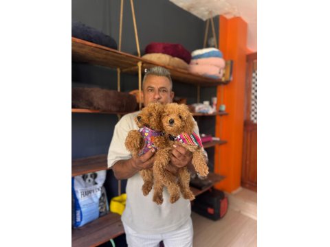 Poodle Bebeklerimiz İçin Acele Edin