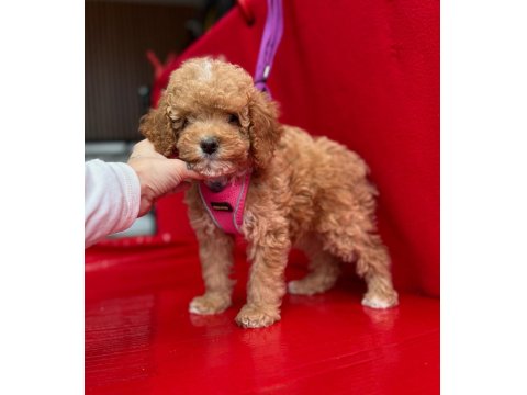 Dark Toy Poodle