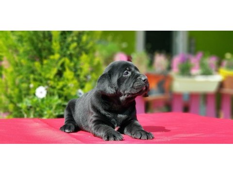 Siyah Labrador Yavru
