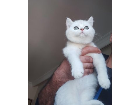 British Shorthair Kedisi Yavruları