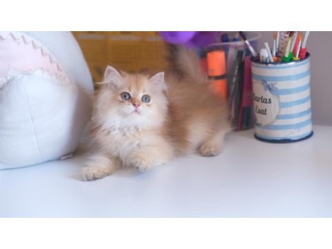 Safkan Şecereli Golden British Longhair Yavrular