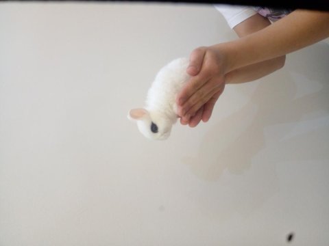 Saf Kan Hollanda (Cüce Hot Hot)