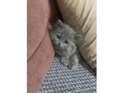 4 Aylık Erkek British Longhair