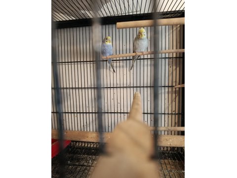 Yerli Ve Rainbow Muhabbet Kuşu Yavrular Ve Anaçlar