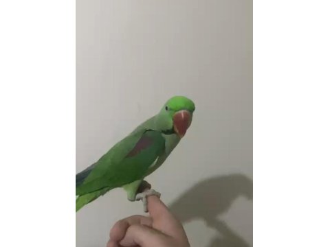 Alexander Papağanı 12 Aylık