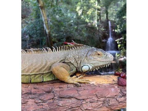 Yetişkin Uysal Ele Omuza Gelir İguanalar