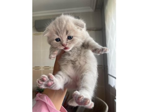 British Ve Scottish Fold Yavru Kediler