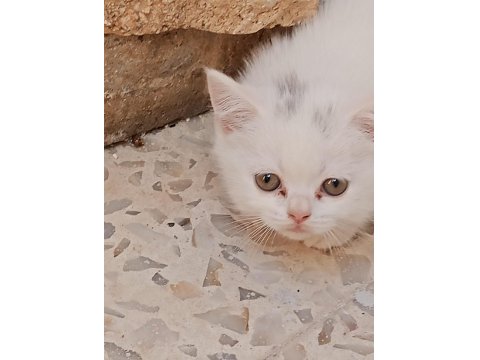 Yavrularımız Yeni Yuvalarına Gitmeyi Bekliyorlar