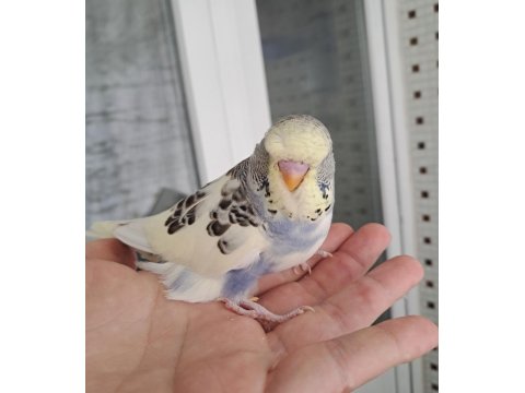 Renk Güzeli Erkek Bebek Muhabbet Kuşumuz