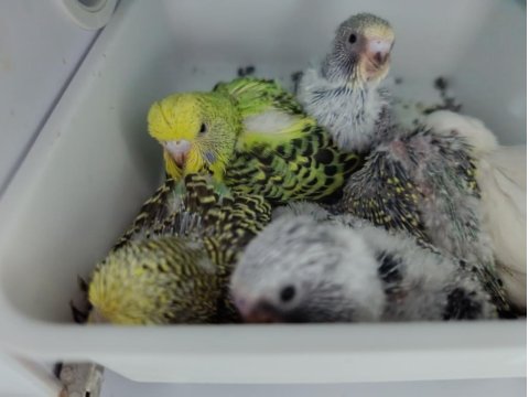 Muhabbet Kuşu Jumbo Yavru