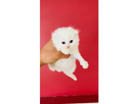 Beyaz British Longhair Pamuk Prenseslerim
